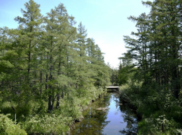 Le marais du delta de la rivière York